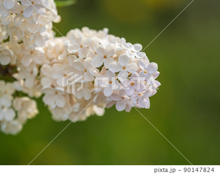 White Blooming Lilac Flowers in spring with blured background 90147824