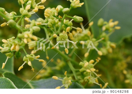 ヤマハゼの花 90148298