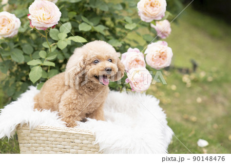 ピンクの薔薇と微笑むトイプードル 90148476