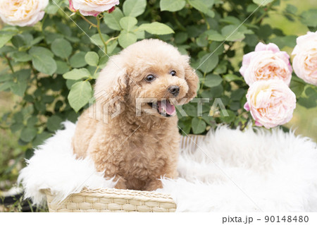 ピンクの薔薇と微笑むトイプードル 90148480