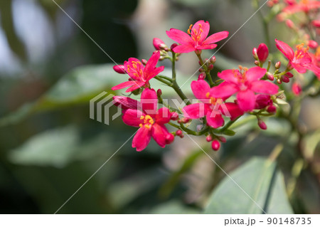 ナンヨウサクラ ナンヨウサクラ 90148735