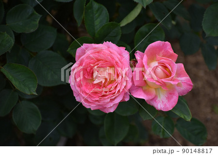 華やかなピンクの春のバラ 華やかなピンクの春のバラ 90148817