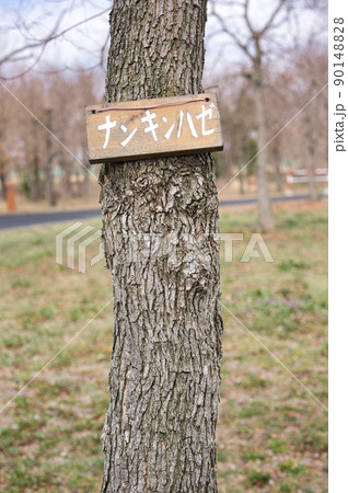 色んな樹皮 色んな樹皮 90148828