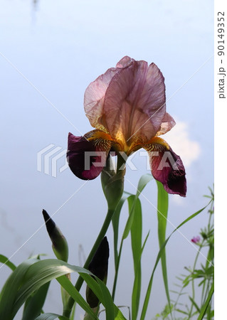 春の日本の公園に咲く赤褐色のジャーマンアイリスの花 春の日本の公園に咲く赤褐色のジャーマンアイリスの花 90149352