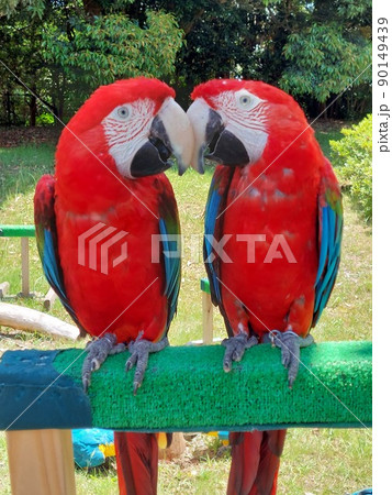 仲良しインコ 90149439
