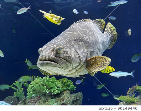 珊瑚と泳ぐ魚 90149440
