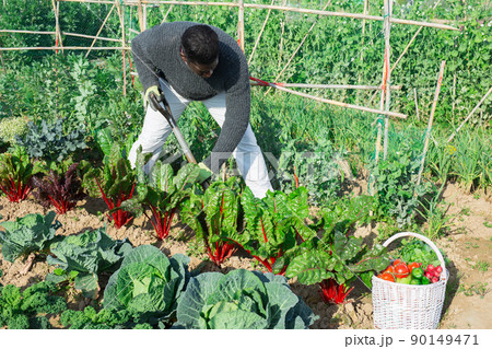 man farmer with shovel caring for beets man farmer with shovel caring for beets 90149471