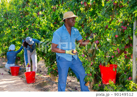 Man farmer picking ripe plums in garden 90149512