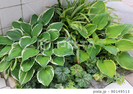 ギボウシやヒューケラのガーデニングの写真 90149513