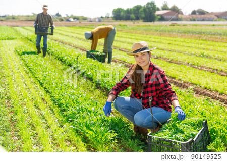 Young woman farmer harvesting arugula at the farm field Young woman farmer harvesting arugula at the farm field 90149525