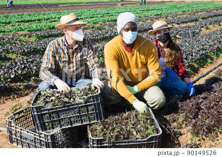 Group of farmers in protective face masks posing with freshly harvested arugula at farm on day 90149526