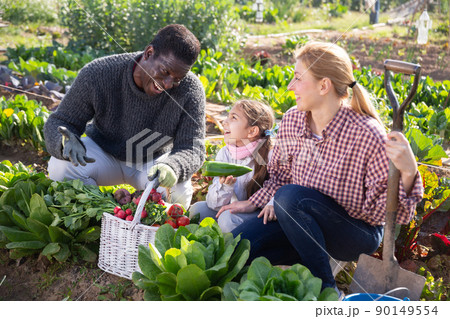 couple of gardeners with daughter holding harvest of fresh vegetables couple of gardeners with daughter holding harvest of fresh vegetables 90149554