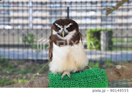 あらかわ遊園　どうぶつ広場のフクロウ 90149555