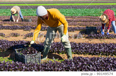 Focused male farmer picking komatsuna leaf greens Focused male farmer picking komatsuna leaf greens 90149574