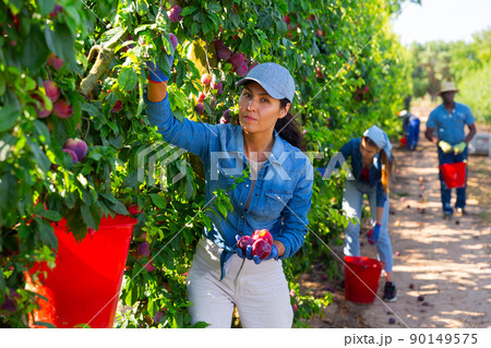 Asian woman gardener with red bucket picking plums Asian woman gardener with red bucket picking plums 90149575