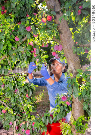 Focused asian female farmer plucks ripe plums from a tree 90149660