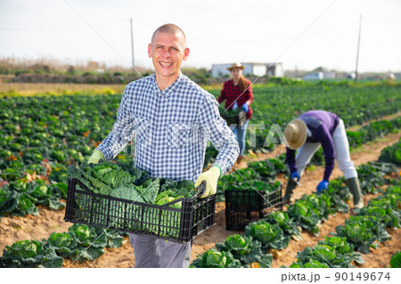Man professional farmer holding box full of cabbage 90149674