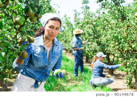 Asian female gardener during harvesting of pears at garden Asian female gardener during harvesting of pears at garden 90149678