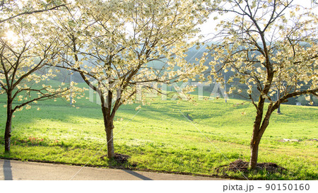 黄桜咲く　大台スキー場　秋田県 90150160