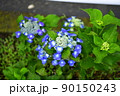 青色の額紫陽花 90150243