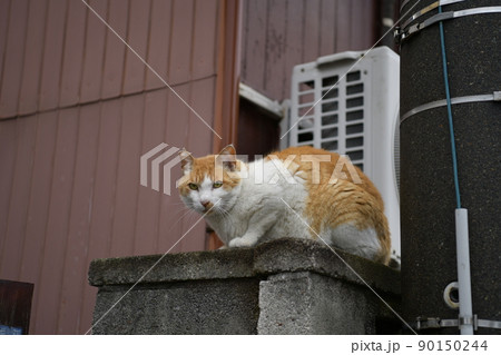 雨あがりの野良猫 雨あがりの野良猫 90150244