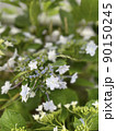 白い星みたいな花 90150245