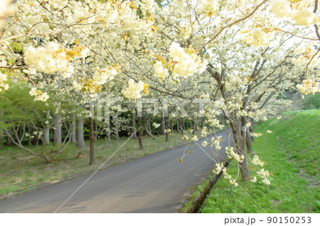 爽やかな黄桜の並木道 朝 秋田県 爽やかな黄桜の並木道 朝 秋田県 90150253