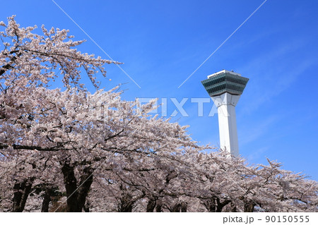 五稜郭タワーと五稜郭公園の桜 90150555