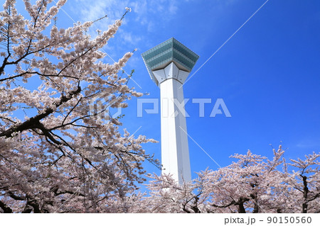 五稜郭タワーと五稜郭公園の桜 五稜郭タワーと五稜郭公園の桜 90150560