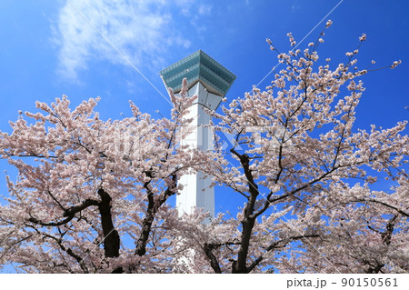 五稜郭タワーと五稜郭公園の桜 90150561