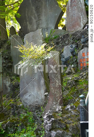 「碑石に育つ木」 90150620