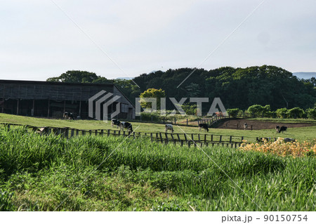 風景、写真、岩手山の麓小岩井農場　のんびりユッタリの牧場　　 90150754