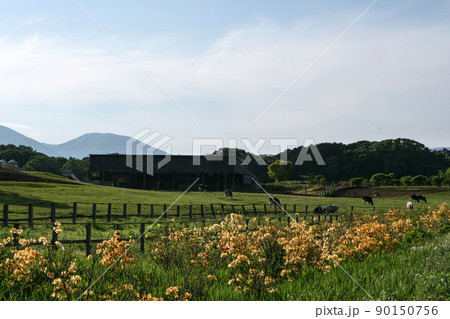 風景、黄色のツツジ咲く岩手山の麓小岩井農場　のんびりユッタリの牧場　　 90150756