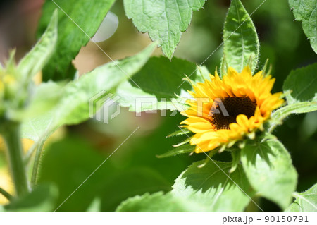 ミニヒマワリの開花 90150791