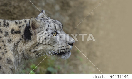 ユキヒョウ 雪豹 ユキヒョウの表情 ユキヒョウ 雪豹 ユキヒョウの表情 90151146