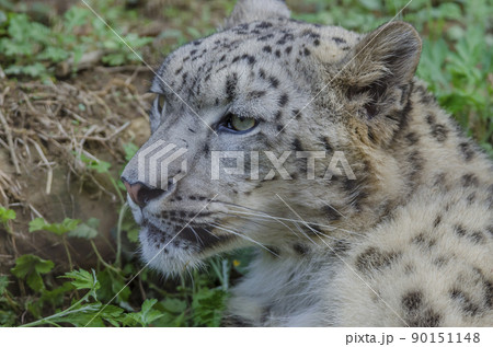 ユキヒョウ 雪豹 ユキヒョウの表情の写真素材 [90151148] - PIXTA