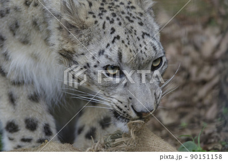 ユキヒョウ 雪豹 ユキヒョウの表情 ユキヒョウ 雪豹 ユキヒョウの表情 90151158