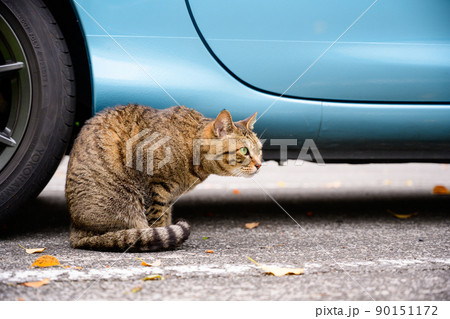 駐車場のキジトラ猫 駐車場のキジトラ猫 90151172