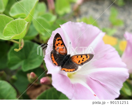 海岸に咲くハマヒルガオとベニシジミ 90151251