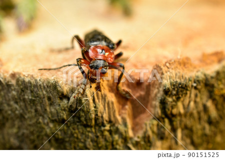 Cantharidae or soft beetle sits on a stump. 90151525