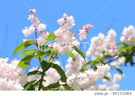 サラサウツギの花 90152064