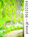 萬葉植物園の藤 90152304