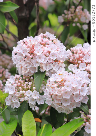 満開のカルミア（アメリカ石楠花） 90152773