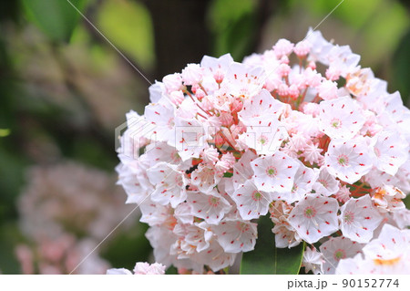 満開のカルミア（アメリカ石楠花） 90152774