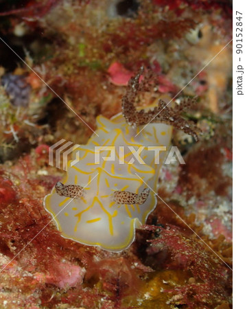 キスジカンテンウミウシ（宮古島） 90152847