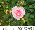 バラ園で見つけた、かわいいハート型のバラ 90152951
