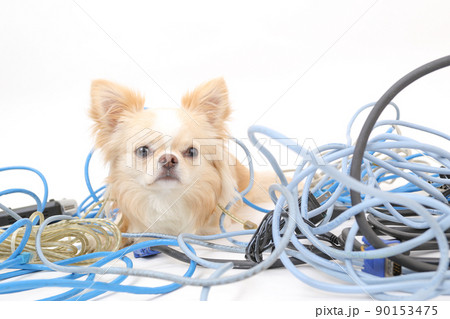 パソコンコード類の中に埋もれるクリーム色のロングコートチワワ  90153475