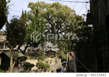 尾道のお寺の巨木 90153685