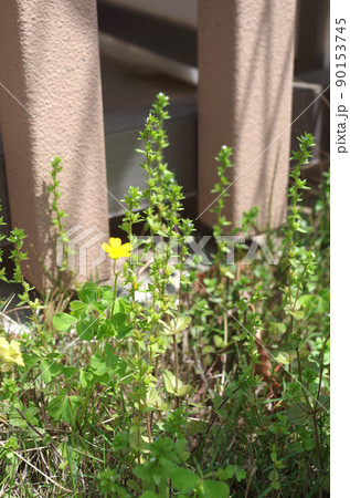 カタバミの花 90153745