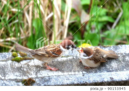 雛鳥に餌を与えるスズメ　スズメの親子　スズメの巣立ち 90153945